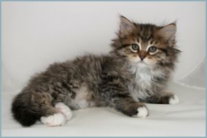 Male Siberian Kitten from Deedlebug Siberians